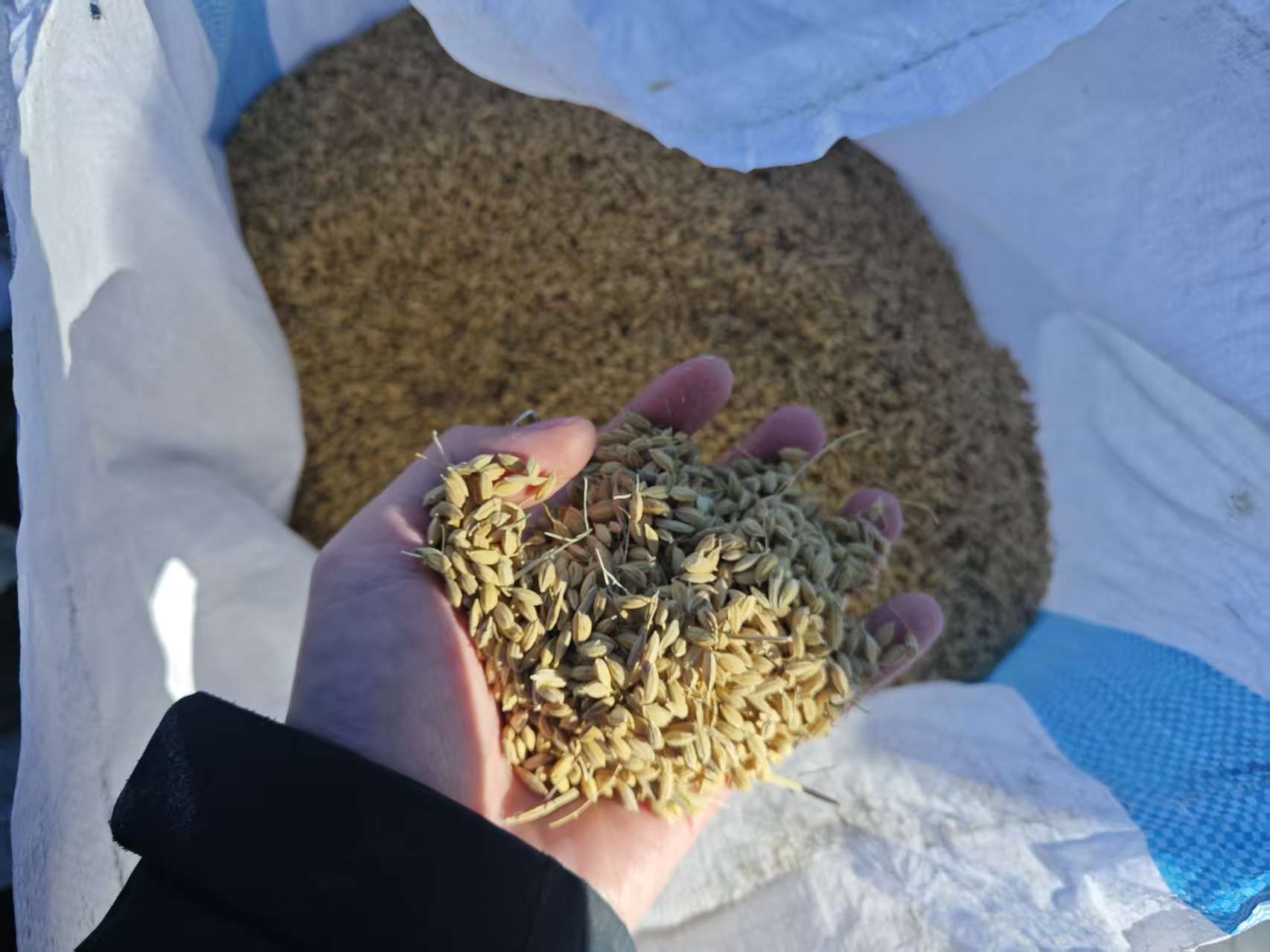 高阳村航天稻成品米