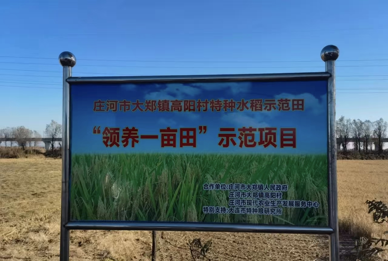 高阳村盐碱地稻田实景